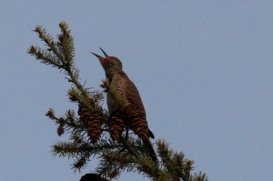 singing or bird watching