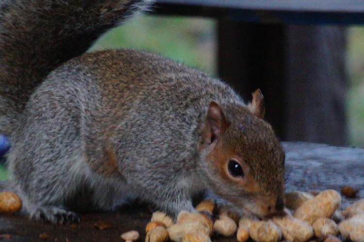 Squirrel choosing a nut
