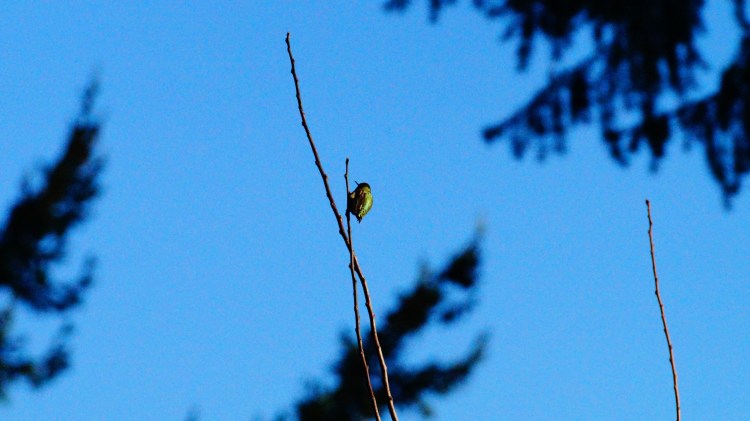 A tiny shiny hummingbird on a branch