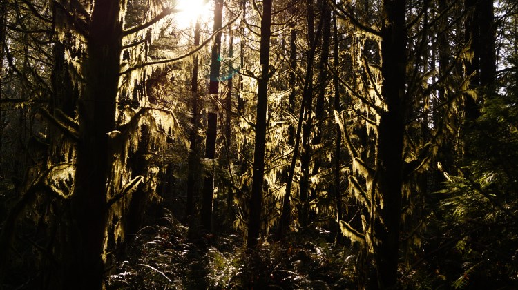 The sun comes through the moss covered trees