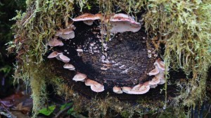 A circle of mushrooms on the end of a felled tree