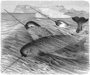 A pod of narwhals