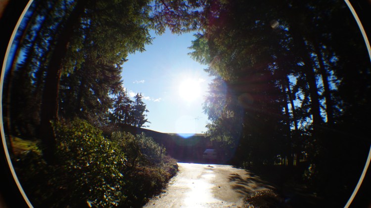fisheye view of trees and sun