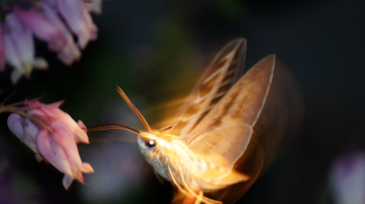 Crater Lake July 4th 2015