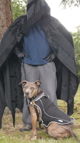 Bad guy walking a dog