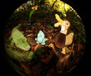 fisheye