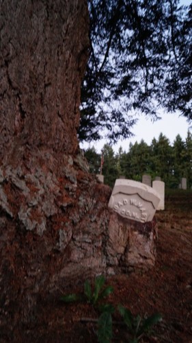 Tree eating military gravestone
