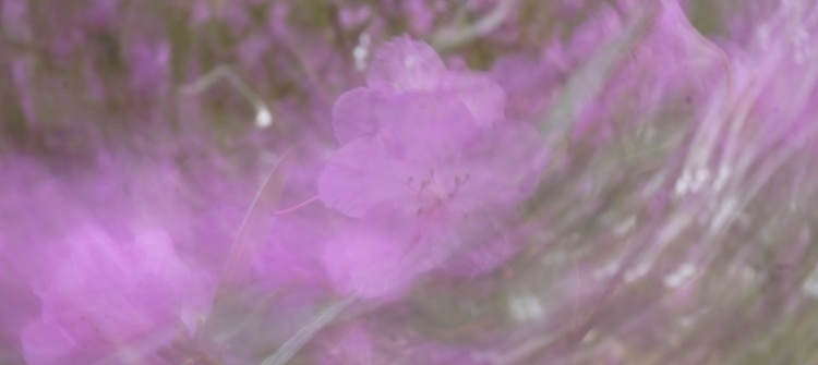 Azalea petals