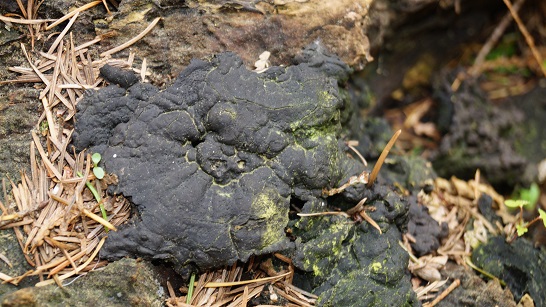 black crust on stump