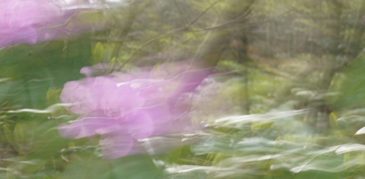 galluping purple flowers