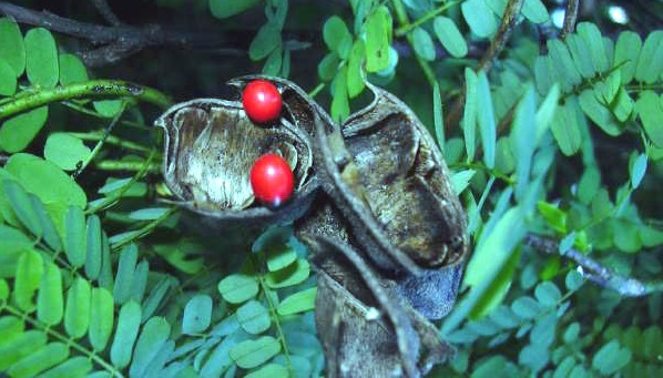 Abrus_precatorius_pods jequirity bean