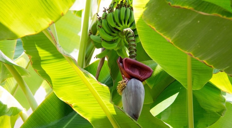 banana-981176_960_720