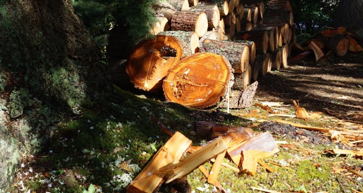 cut wood between trees