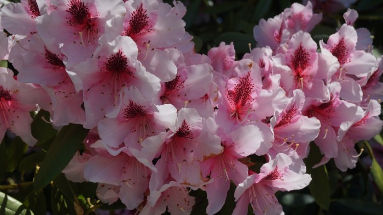 pink rhodies small.jpg