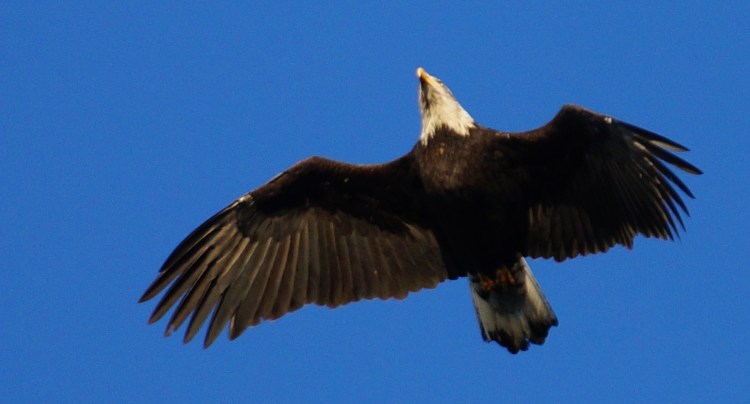eagle in the light close up