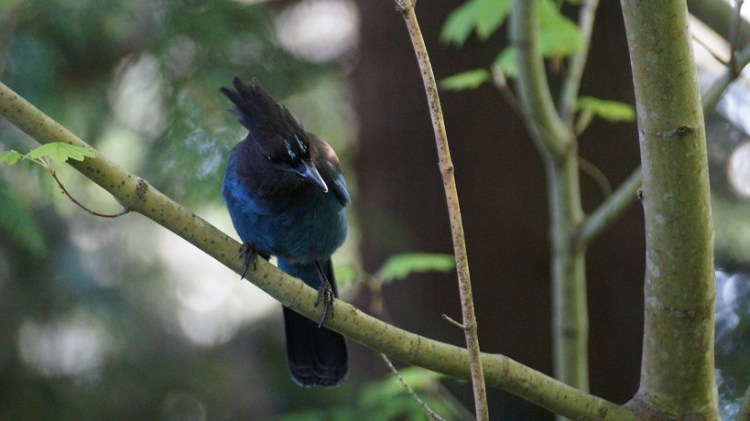 Why is this jerk so pretty