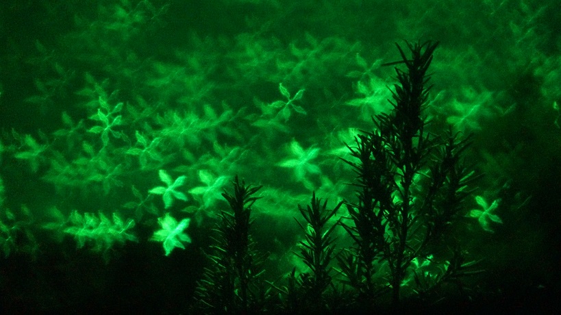 Bokeh shape photography of flowers on the lake behind a rosemary plant using a green filter