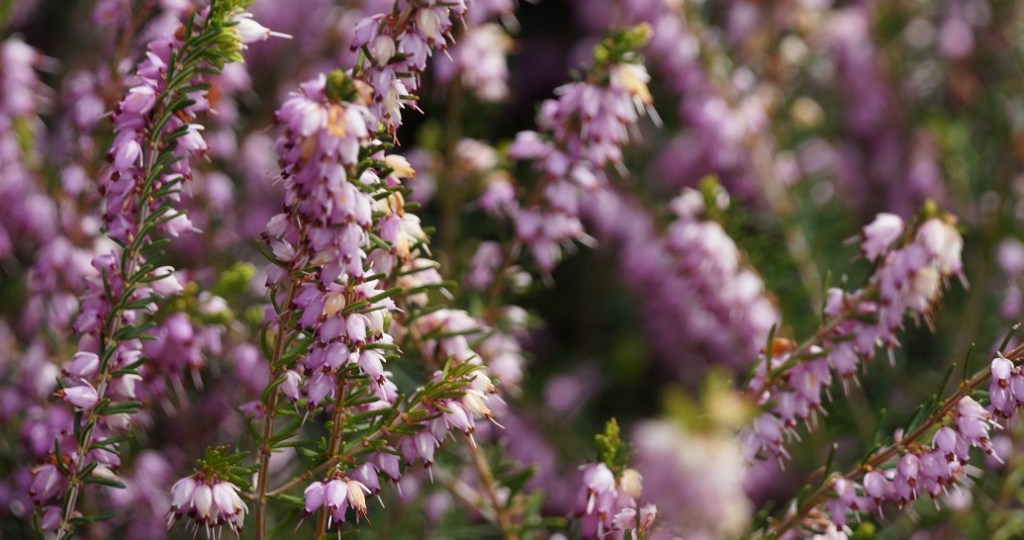 A close-up of purple heather flowers