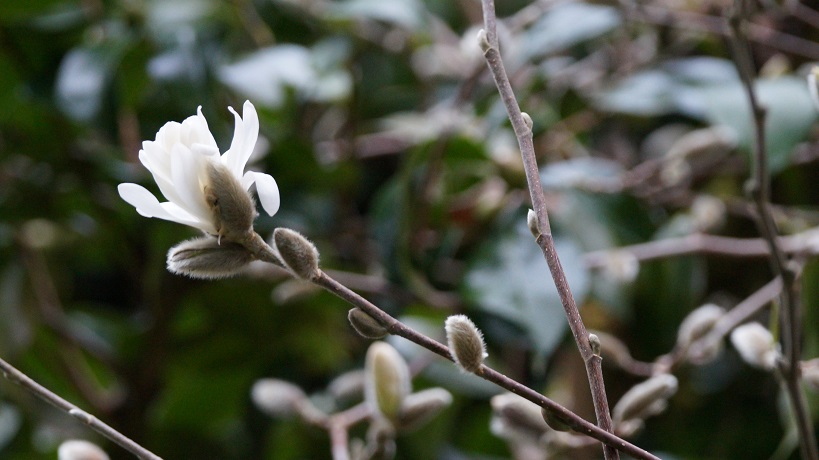 image of a white flower bursting from fuzzy buds.