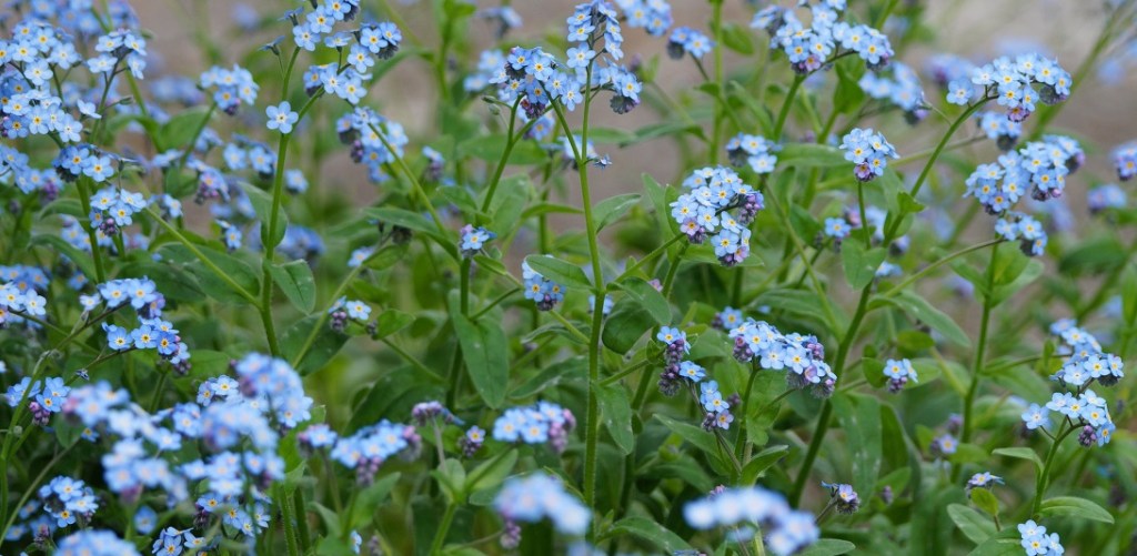 A cluster of tiny blue wildflowers
