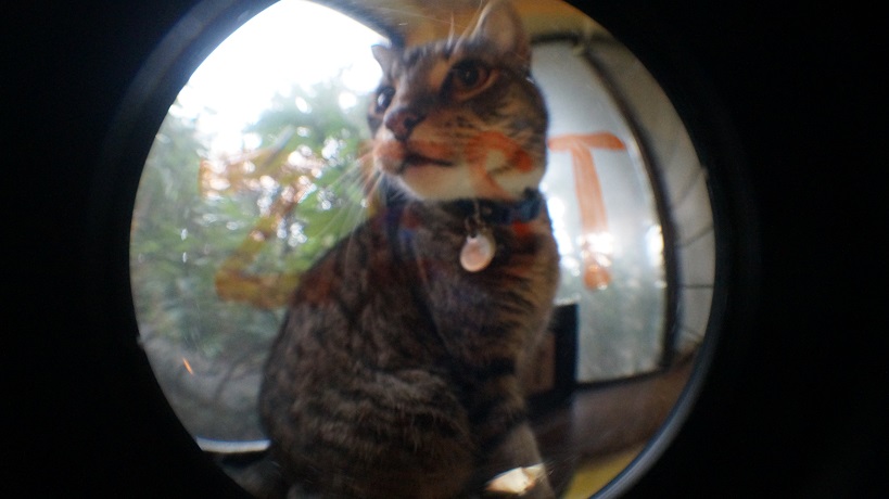 A cute cat with the word ZEST across him in orange print.