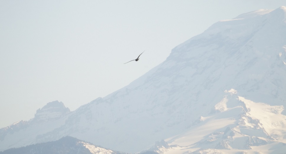 A photograph of a large seagull flying past the slope of Mt. Rainier.
