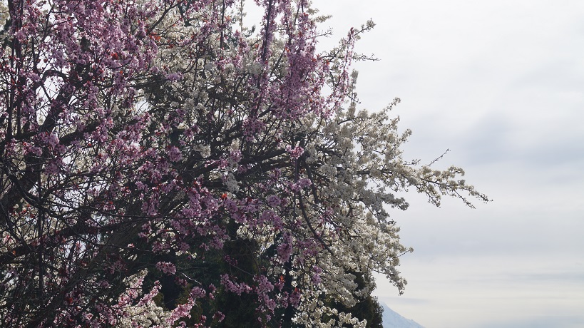 White and pink cherry-plum blossoms against a cloudy sky with part of the slope of Mt. Rainier in the background.