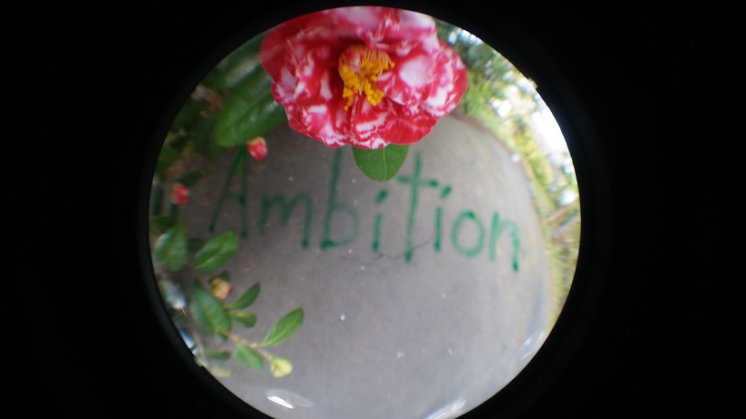 The word Ambition on pavement under a pink and white Japanese Camellia flower in the circle of a fisheye lens
