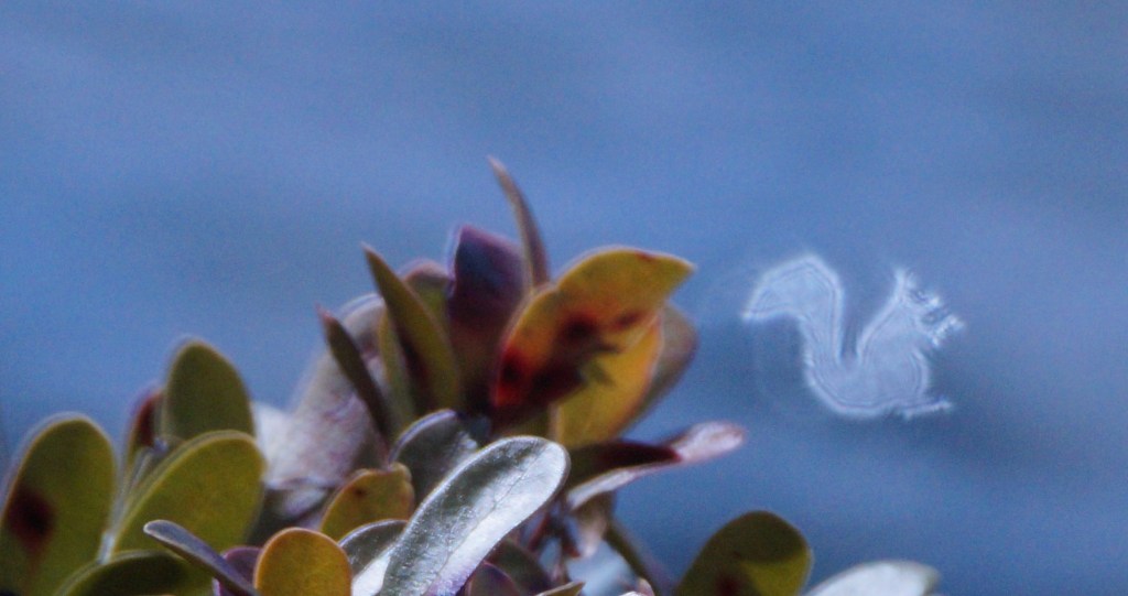 One bokeh squirrel on the lake by some leaves.
