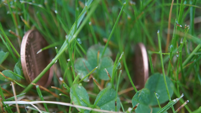 Two pennies on their sides in the dewy grass and clover.